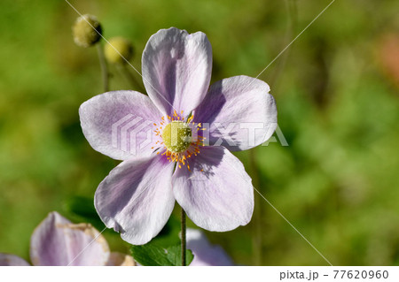 調布市深大寺元町の植物園に咲くピンクのシュウメイギクの花 77620960