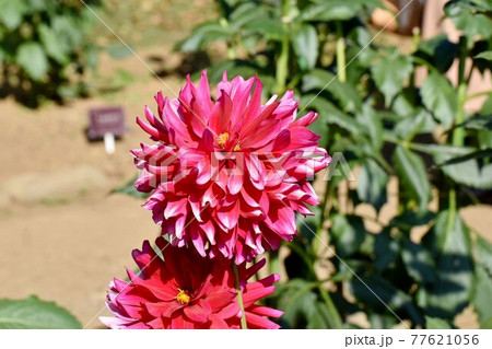 調布市深大寺元町の植物園に咲く赤いダリア(アテネ)の花 調布市深大寺元町の植物園に咲く赤いダリア(アテネ)の花 77621056