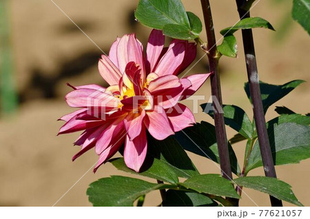 調布市深大寺元町の植物園に咲くピンクのダリア(namahageオーブ)の花 77621057
