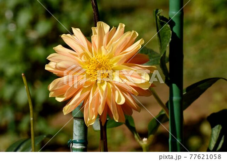 調布市深大寺元町の植物園に咲くオレンジ色のダリア(ボヘミアンオレンジ)の花 77621058