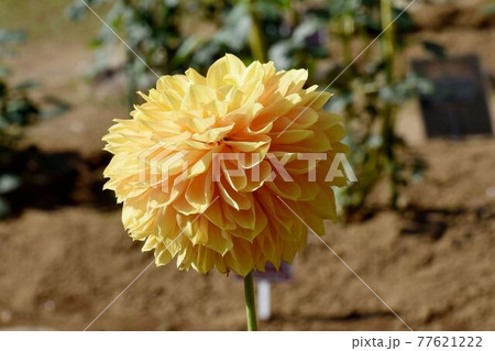 調布市深大寺元町の植物園に咲く淡いオレンジ色のダリア(ひだまり)の花 77621222