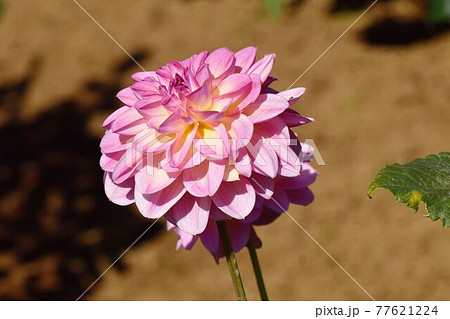 調布市深大寺元町の植物園に咲くピンクのダリア(キューティーハニー)の花 調布市深大寺元町の植物園に咲くピンクのダリア(キューティーハニー)の花 77621224