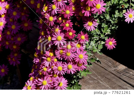 調布市深大寺元町の植物園に咲くピンクのキクの花 77621261
