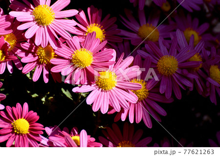 調布市深大寺元町の植物園に咲くピンクのキクの花 77621263