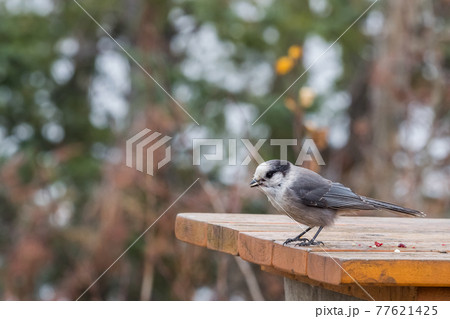 カナダの国鳥 カナダカケス Canadian bird Perisoreus canadensis カナダの国鳥 カナダカケス Canadian bird Perisoreus canadensis 77621425
