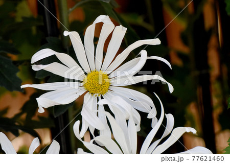 調布市深大寺元町の植物園に咲く白い古典キク(肥後菊)の花 77621460