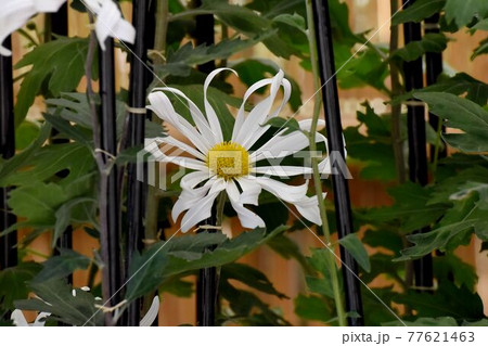 調布市深大寺元町の植物園に咲く白い古典キク(肥後菊)の花 調布市深大寺元町の植物園に咲く白い古典キク(肥後菊)の花 77621463
