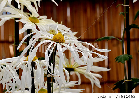 調布市深大寺元町の植物園に咲く白い古典キク(肥後菊)の花 調布市深大寺元町の植物園に咲く白い古典キク(肥後菊)の花 77621465