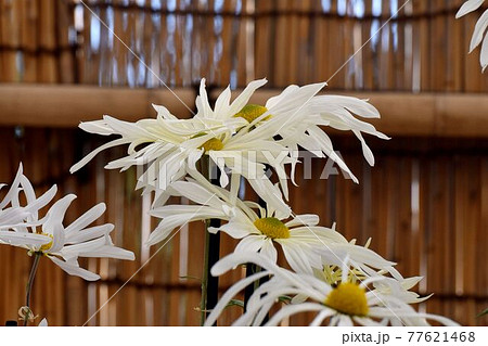 調布市深大寺元町の植物園に咲く白い古典キク(肥後菊)の花 調布市深大寺元町の植物園に咲く白い古典キク(肥後菊)の花 77621468