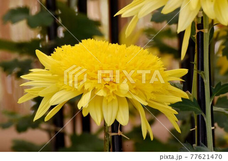調布市深大寺元町の植物園に咲く黄色い古典キク(丁子菊)の花 調布市深大寺元町の植物園に咲く黄色い古典キク(丁子菊)の花 77621470