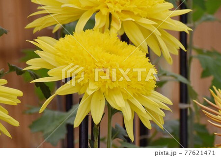 調布市深大寺元町の植物園に咲く黄色い古典キク(丁子菊)の花 77621471