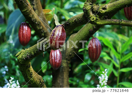 大きく赤く成熟したカカオの実 77621646