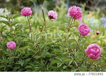 並んで咲く花 並んで咲く花 77621692