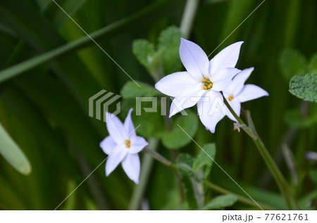 ハナニラ 77621761