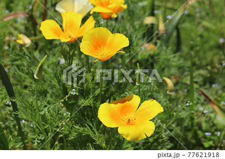 春の公園に咲くカリフォルニアポピーのオレンジ色の花の写真素材