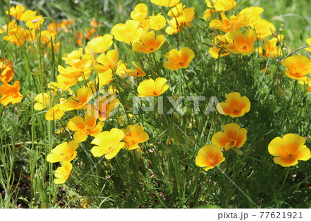 春の公園に咲くカリフォルニアポピーのオレンジ色の花 春の公園に咲くカリフォルニアポピーのオレンジ色の花 77621921