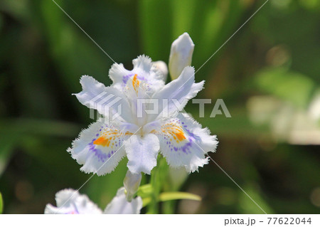 シャガ・山寺（山形県・山形市） 77622044