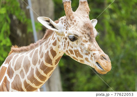 キリンの顔 宮城県仙台市の写真素材 [77622053] - PIXTA