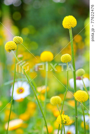 クラスペディアの丸い花の写真素材