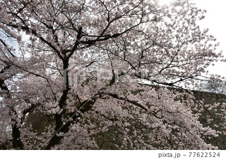 津山城の桜 77622524