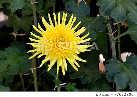 調布市深大寺元町の植物園に咲く黄色い古典キク(丁子菊)の花 調布市深大寺元町の植物園に咲く黄色い古典キク(丁子菊)の花 77622806