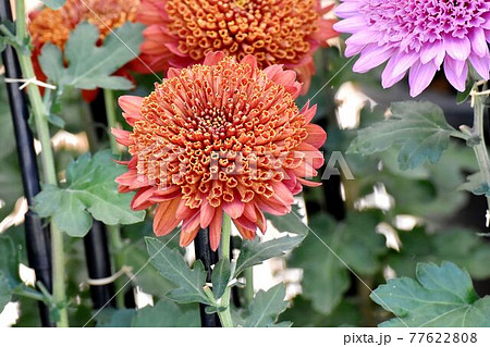 調布市深大寺元町の植物園に咲くオレンジ色の古典キク(丁子菊)の花 77622808