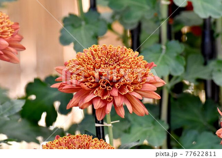 調布市深大寺元町の植物園に咲くオレンジ色の古典キク(丁子菊)の花 77622811