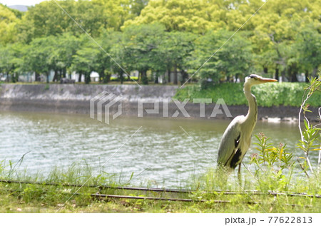 広島 平和記念公園の自然 鳥 広島 平和記念公園の自然 鳥 77622813