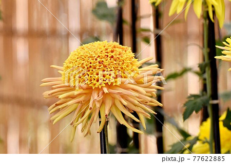 調布市深大寺元町の植物園に咲く黄色い古典キク(丁子菊)の花 調布市深大寺元町の植物園に咲く黄色い古典キク(丁子菊)の花 77622885