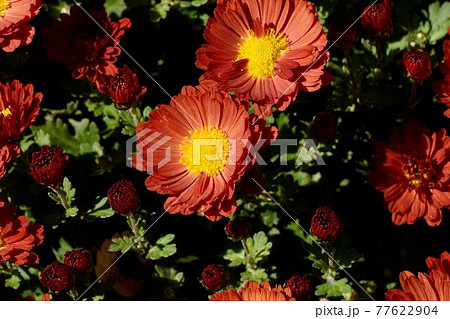 調布市深大寺元町の植物園に咲くオレンジ色のキクの花 77622904