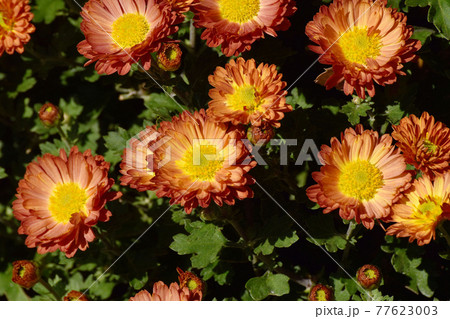 調布市深大寺元町の植物園に咲くオレンジ色のキクの花 77623003