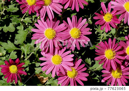調布市深大寺元町の植物園に咲くピンクのキクの花 77623065