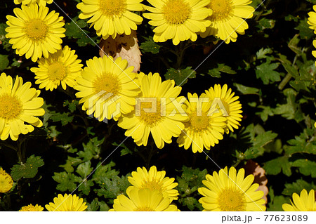 調布市深大寺元町の植物園に咲く黄色いキクの花 77623089