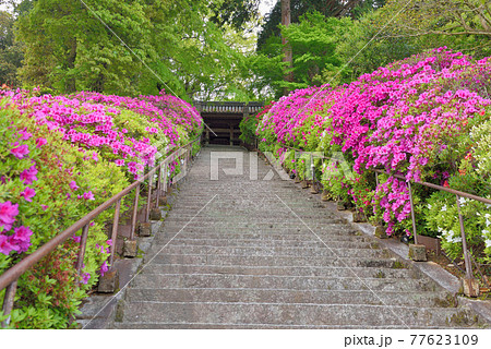 つつじ寺・大興善寺「きぼうの坂」 つつじ寺・大興善寺「きぼうの坂」 77623109