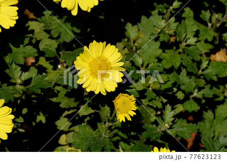 調布市深大寺元町の植物園に咲く黄色いキクの花 77623123