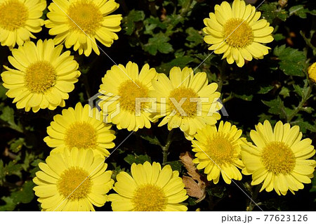 調布市深大寺元町の植物園に咲く黄色いキクの花 77623126