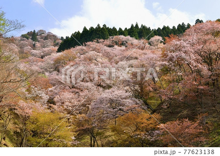 吉野山の桜 吉野山の桜 77623138