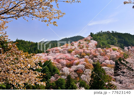 吉野山の桜 吉野山の桜 77623140