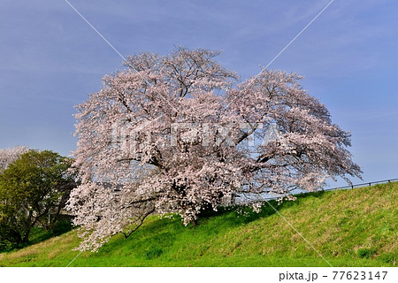 幾坂池の一本桜 77623147