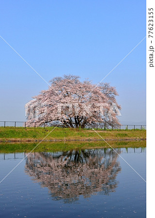 幾坂池の一本桜 幾坂池の一本桜 77623155