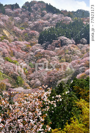 吉野山の桜 吉野山の桜 77623173