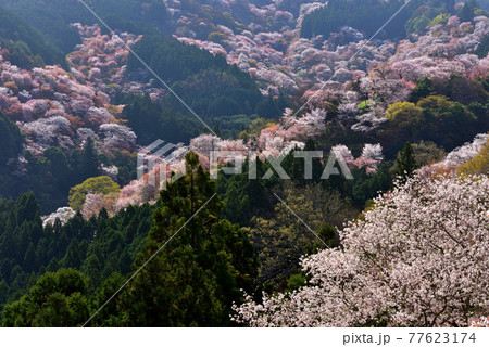 吉野山の桜 吉野山の桜 77623174