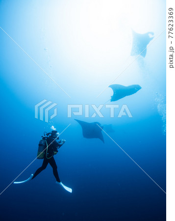 ダイバーとマンタの列 ダイバーとマンタの列 77623369