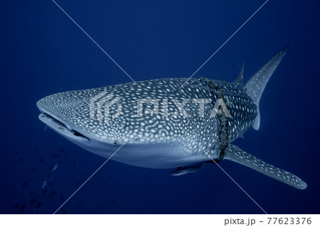 首に漁業用ロープが絡まったジンベエザメ 77623376