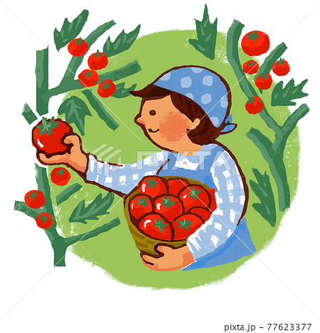 トマトの収穫をする女性のイラスト素材