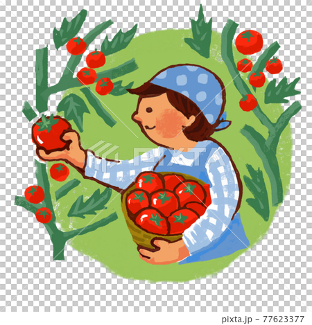 A woman harvesting tomatoes 77623377