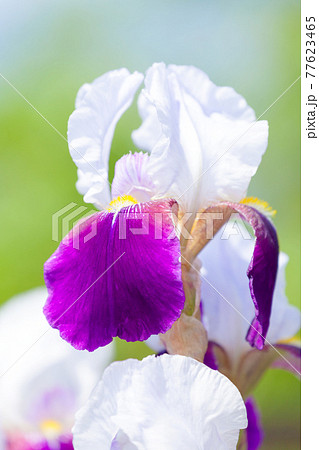 ジャーマンアイリス 77623465