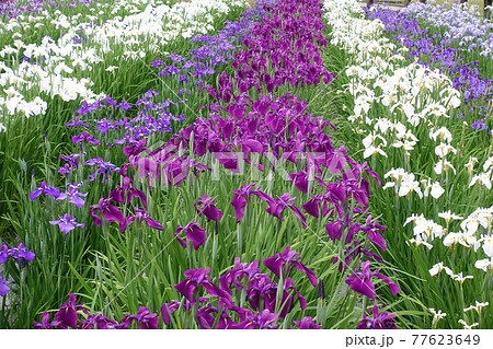 満開のアヤメ　あやめ 77623649