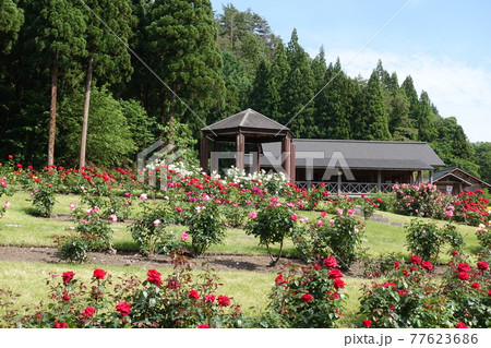 バラ 薔薇 ばら 東沢バラ公園 バラ 薔薇 ばら 東沢バラ公園 77623686