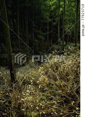 滋賀県多賀町の高室山に咲くミツマタの群生地 77623719